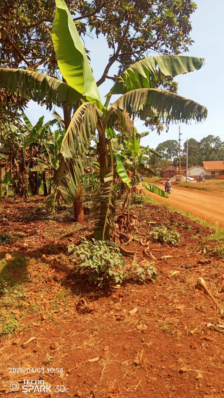 Land for sale