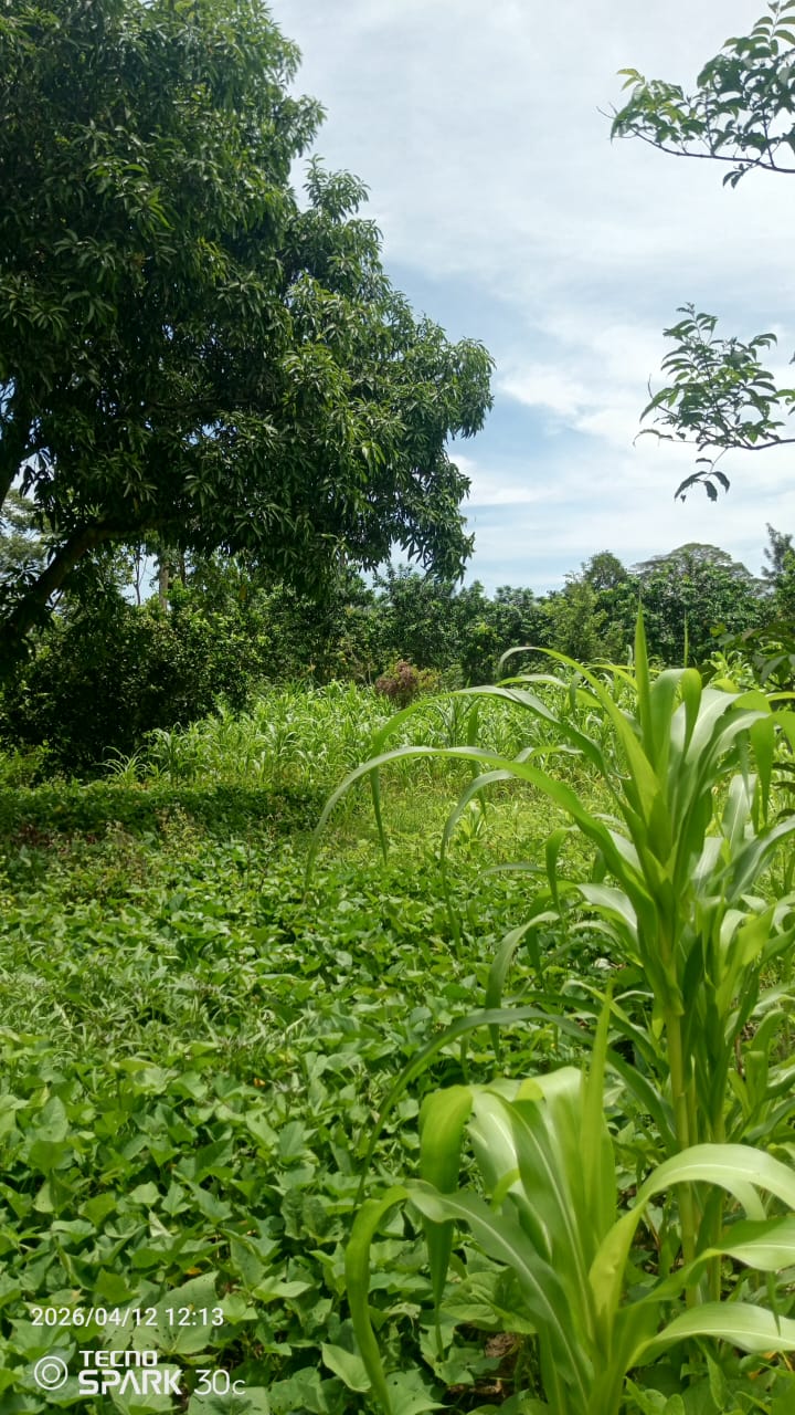Nakabango – 34x80 ft Plot