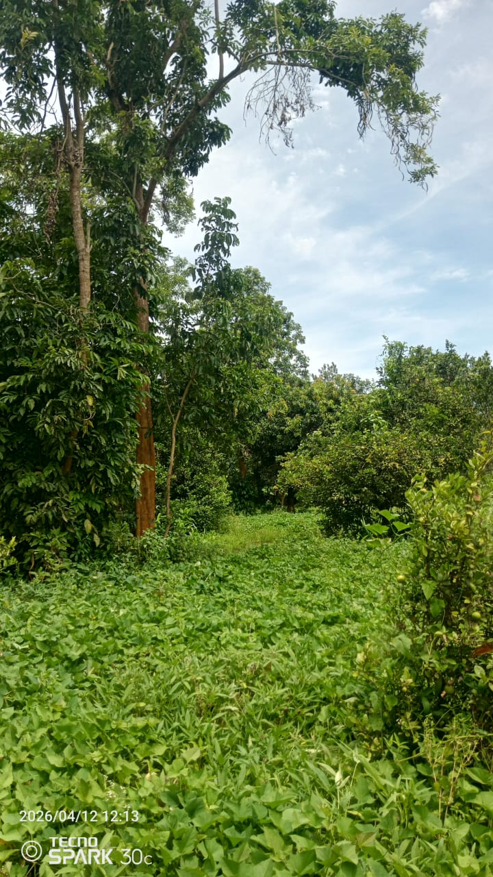 Namulesa – 100x100 ft (Titled)