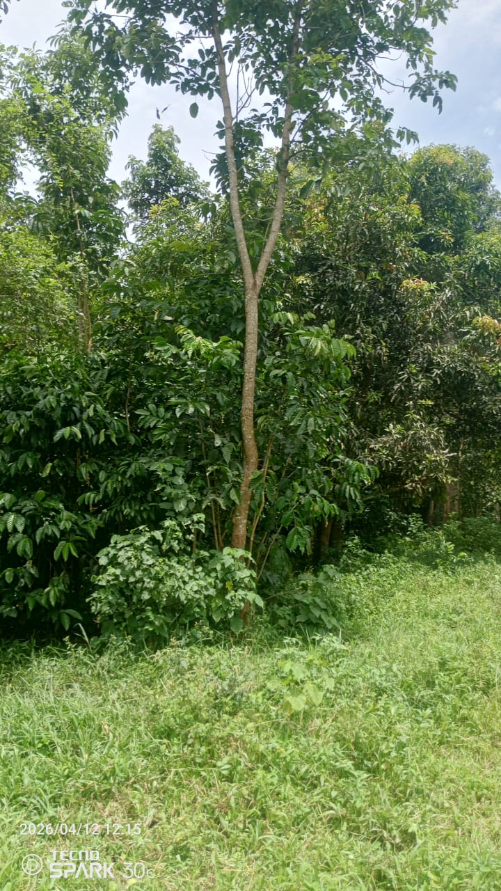 Namulesa – 40x100 ft Plot