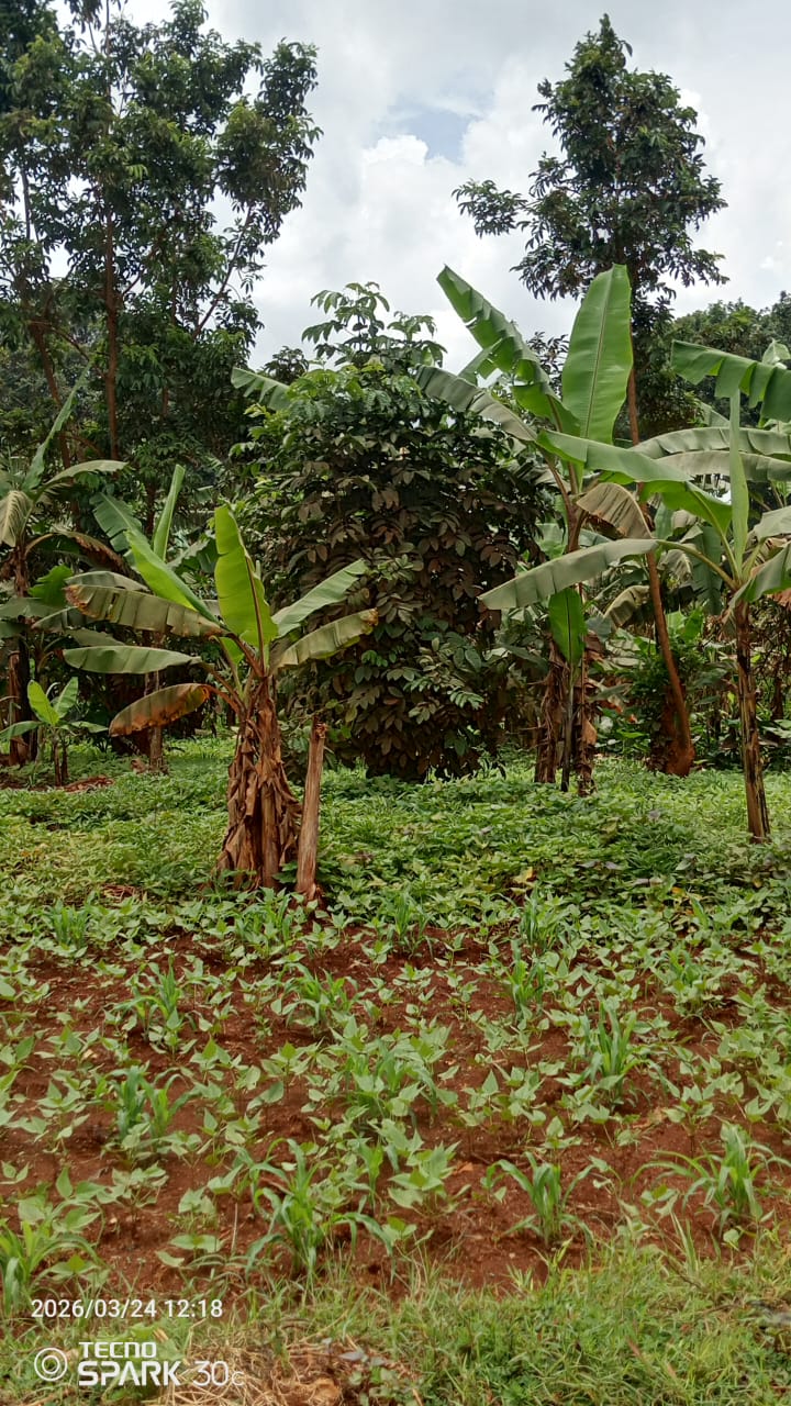 Buwenda Kyekidde – 50x100 ft Plot