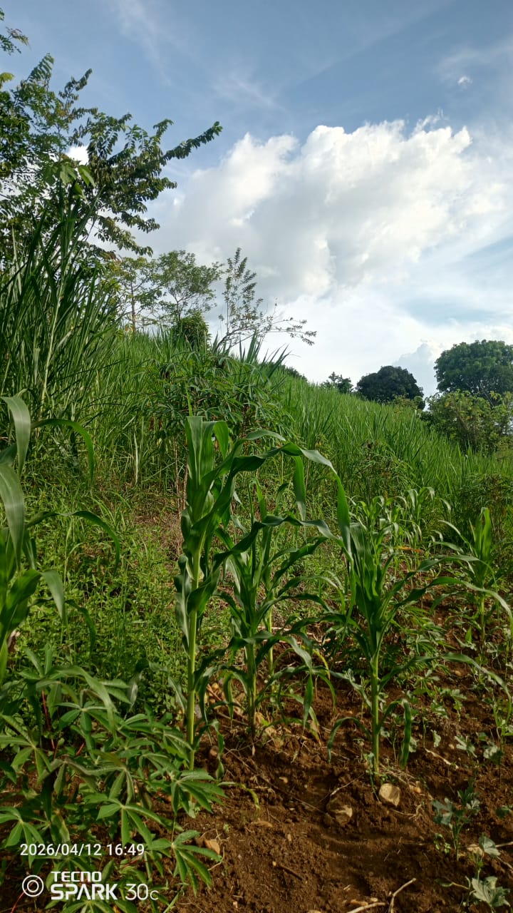 5 Acres in Namizi (Titled)